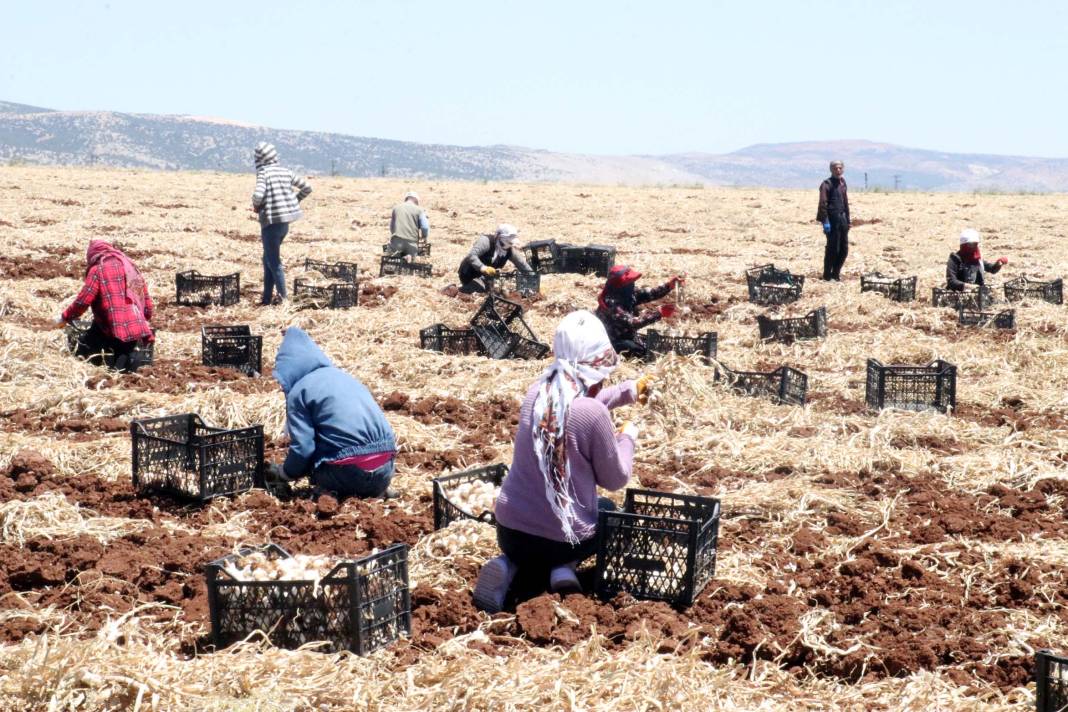 Tarlada 45, reyonda 100 TL: Antep'te sarmısak hasadı başladı 1